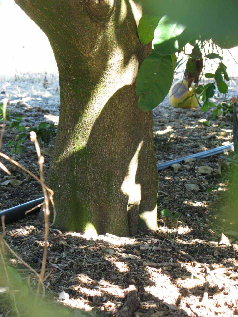            Bark (Winter Haven, FL)      